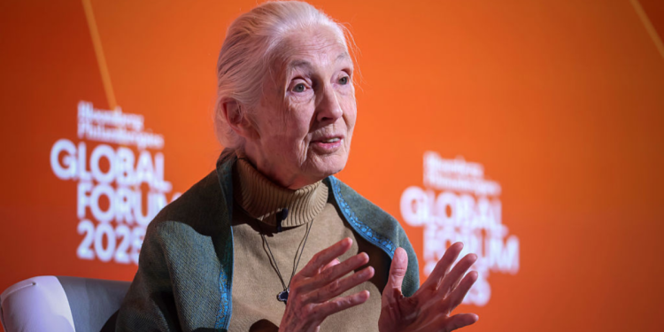 La Dra. Jane Goodall, experta y conservacionista de chimpancés innovador, ha muerto