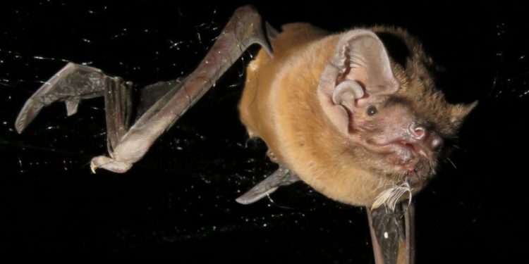 Los murciélagos se comen los pájaros que cazan del cielo mientras vuelan