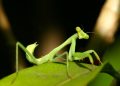 Mantises de oración vistos en Inglaterra continental por primera vez 'puede haber volado desde Europa'