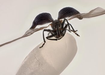 El gorgojo del arroz sobre un grano de arroz gana el concurso Nikon Small World 2025