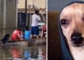El perrito que salvó a una familia en Poza Rica en medio del desastre y las inundaciones.