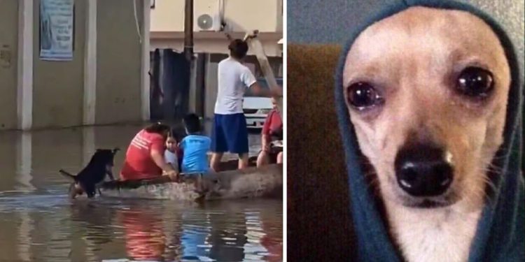 El perrito que salvó a una familia en Poza Rica en medio del desastre y las inundaciones.