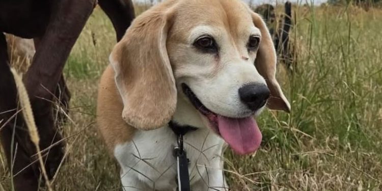 Aaron Ramsey busca a Halo, su mascota, y ofrece cuantiosa recompensa