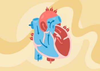 ¿Cómo funciona el sistema cardiovascular?