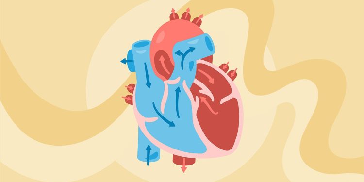 ¿Cómo funciona el sistema cardiovascular?