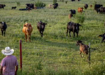 Estados Unidos planea aumentar las importaciones de carne vacuna argentina, lo que enfurece a los ganaderos estadounidenses: NPR