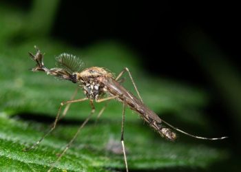 Los mosquitos aparecen en Islandia por primera vez: NPR