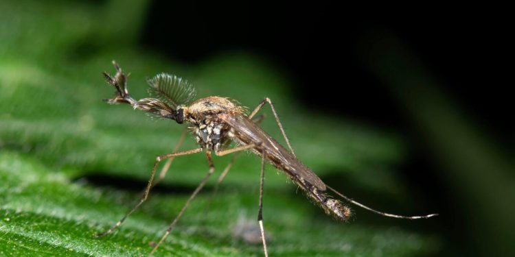 Los mosquitos aparecen en Islandia por primera vez: NPR