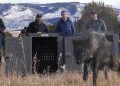 La administración Trump dice que los lobos de Colorado deben venir de EE. UU., no de Canadá
