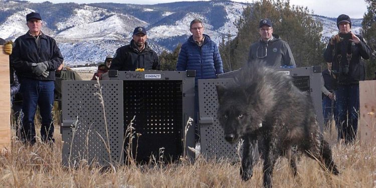 La administración Trump dice que los lobos de Colorado deben venir de EE. UU., no de Canadá