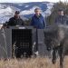 La administración Trump dice que los lobos de Colorado deben venir de EE. UU., no de Canadá