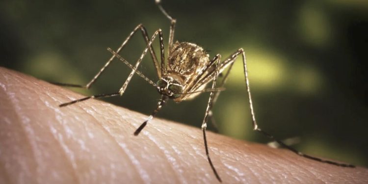 Se confirma la primera muerte por el virus del Nilo Occidental en el condado de Los Ángeles, ya que los estudios muestran que la sequía puede aumentar el riesgo