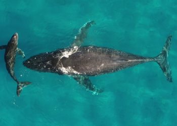 Las migraciones de ballenas y delfines se ven perturbadas por el cambio climático