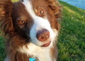 Los perros aparecieron en una amplia gama de tamaños y formas mucho antes que las razas modernas.