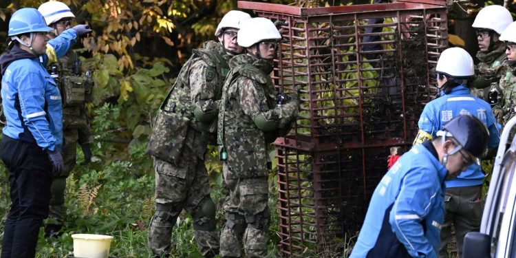 Japón despliega al ejército en el norte para combatir el aumento de ataques de osos | Noticias