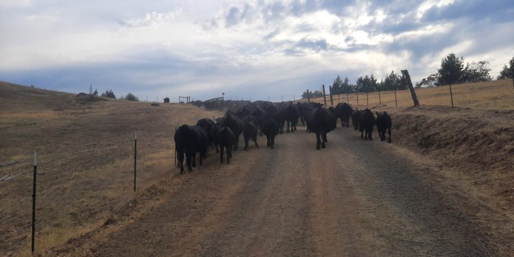Ganaderos estadounidenses azotados por las políticas de carne de Trump | Noticias de Economía y Negocios