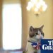 Una historia de ratas a riquezas: Larry, el gato de Downing Street, encuentra un lugar en el centro de atención de la televisión | Política