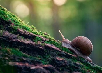 Por qué el desarrollo de software se ralentiza