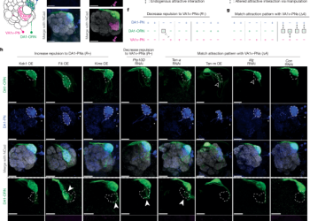 Recableado de un circuito olfativo alterando el código combinatorio de la superficie celular