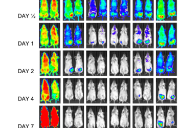 Corrección del autor: La síntesis orientada a la diversidad produce nuevos inhibidores antipalúdicos de múltiples etapas