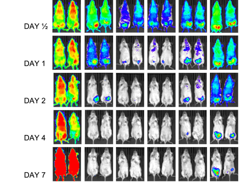 Corrección del autor: La síntesis orientada a la diversidad produce nuevos inhibidores antipalúdicos de múltiples etapas