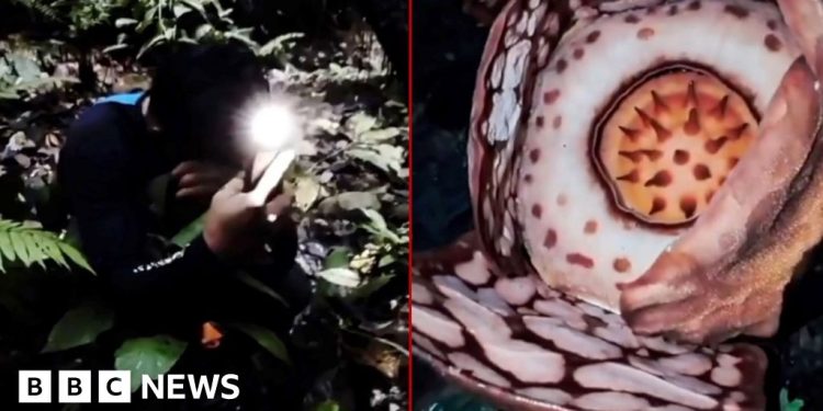 Momento en que un investigador encuentra una flor rara después de 13 años de búsqueda