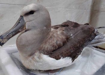 Hallan en Anconcito un ave marina en peligro con varios anzuelos en el estómago | Internacional | Noticias