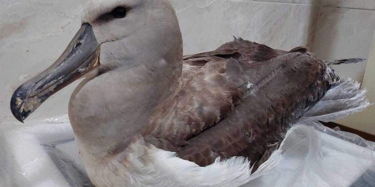 Hallan en Anconcito un ave marina en peligro con varios anzuelos en el estómago | Internacional | Noticias