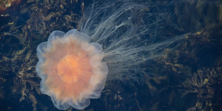 Gigante de los yeguas: un camarógrafo graba la medusa más grande del mundo en aguas canadienses; mira el video