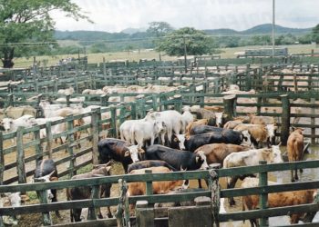 Hace 50 años: Excedentes de arroz y carne en el Pacífico