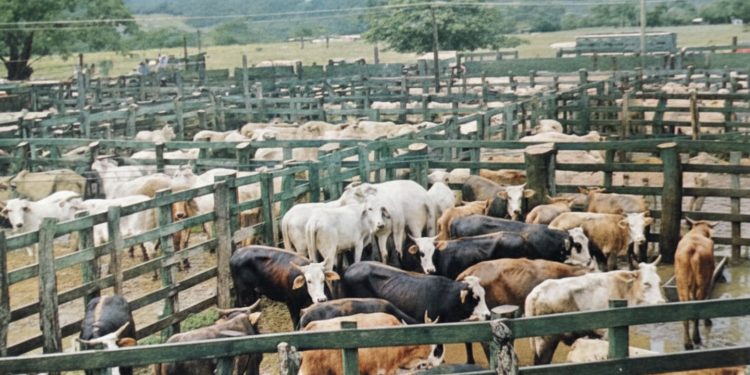 Hace 50 años: Excedentes de arroz y carne en el Pacífico