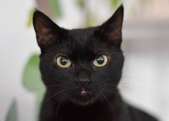 ¿A qué edad los gatos aprenden más rápido?