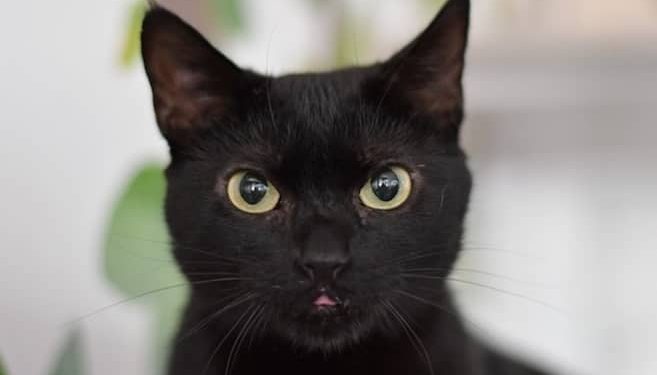 ¿A qué edad los gatos aprenden más rápido?