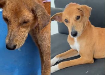 La increíble transformación de Amazonas, el perro callejero adoptado por Yeferson Cossio
