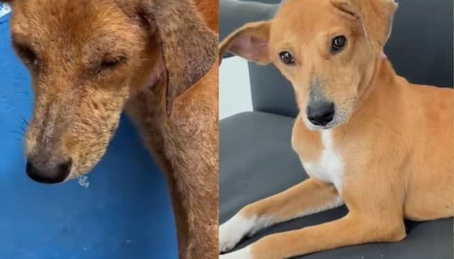 La increíble transformación de Amazonas, el perro callejero adoptado por Yeferson Cossio