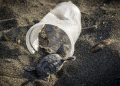 ¿Cuánto plástico mata a una tortuga marina?