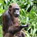 La evolución de la racionalidad: cómo los chimpancés procesan evidencia contradictoria