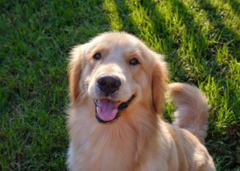 Muchos genes asociados con el comportamiento canino también influyen en la personalidad humana