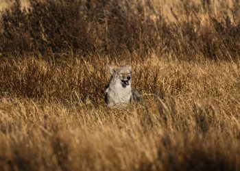 Los impactos de los carnívoros reintroducidos en los ecosistemas siguen siendo objeto de atención