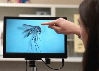 Un mosquito invasor portador de enfermedades se ha extendido a las Montañas Rocosas