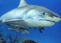 El destino en EE.UU. que aparece en la lista de puntos críticos de ataques de tiburones en el mundo | REVISTA