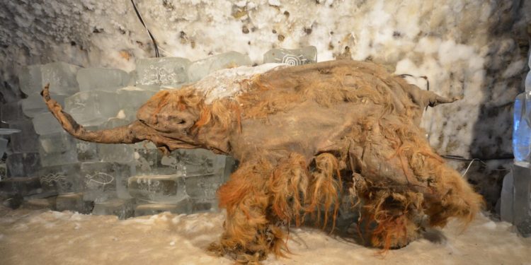 El ARN más antiguo del mundo extraído de un mamut lanudo de la Edad del Hielo