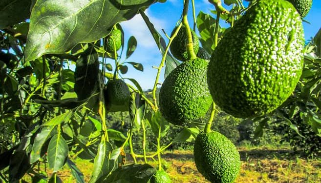 Lo que gana el agro colombiano con la eliminación de aranceles de EE.UU. UU. | noticias hoy