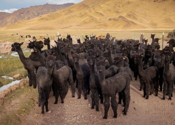 Alpacas negras: cómo la mejora genética revalorizó esta especie que estuvo cerca de desaparecer y por qué su fibra seduce al mercado del lujo Arequipa | Puño | Alpaca negra | tlcnota | SOMOS