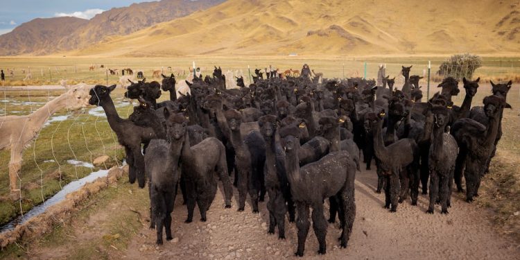 Alpacas negras: cómo la mejora genética revalorizó esta especie que estuvo cerca de desaparecer y por qué su fibra seduce al mercado del lujo Arequipa | Puño | Alpaca negra | tlcnota | SOMOS