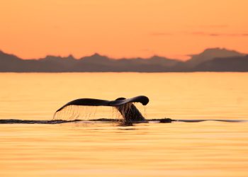 Excursiones por la costa de Alaska únicas en la vida que valen la pena derrochar