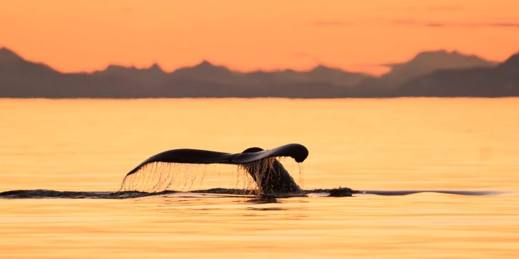 Excursiones por la costa de Alaska únicas en la vida que valen la pena derrochar