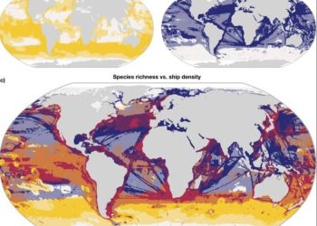 Mapa global revela los últimos refugios de biodiversidad marina con bajo tráfico marítimo