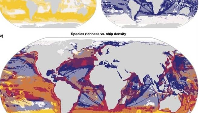 Mapa global revela los últimos refugios de biodiversidad marina con bajo tráfico marítimo