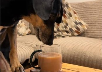 Mujer instala una cámara para resolver misterio en casa y se lleva tierna sorpresa perruna